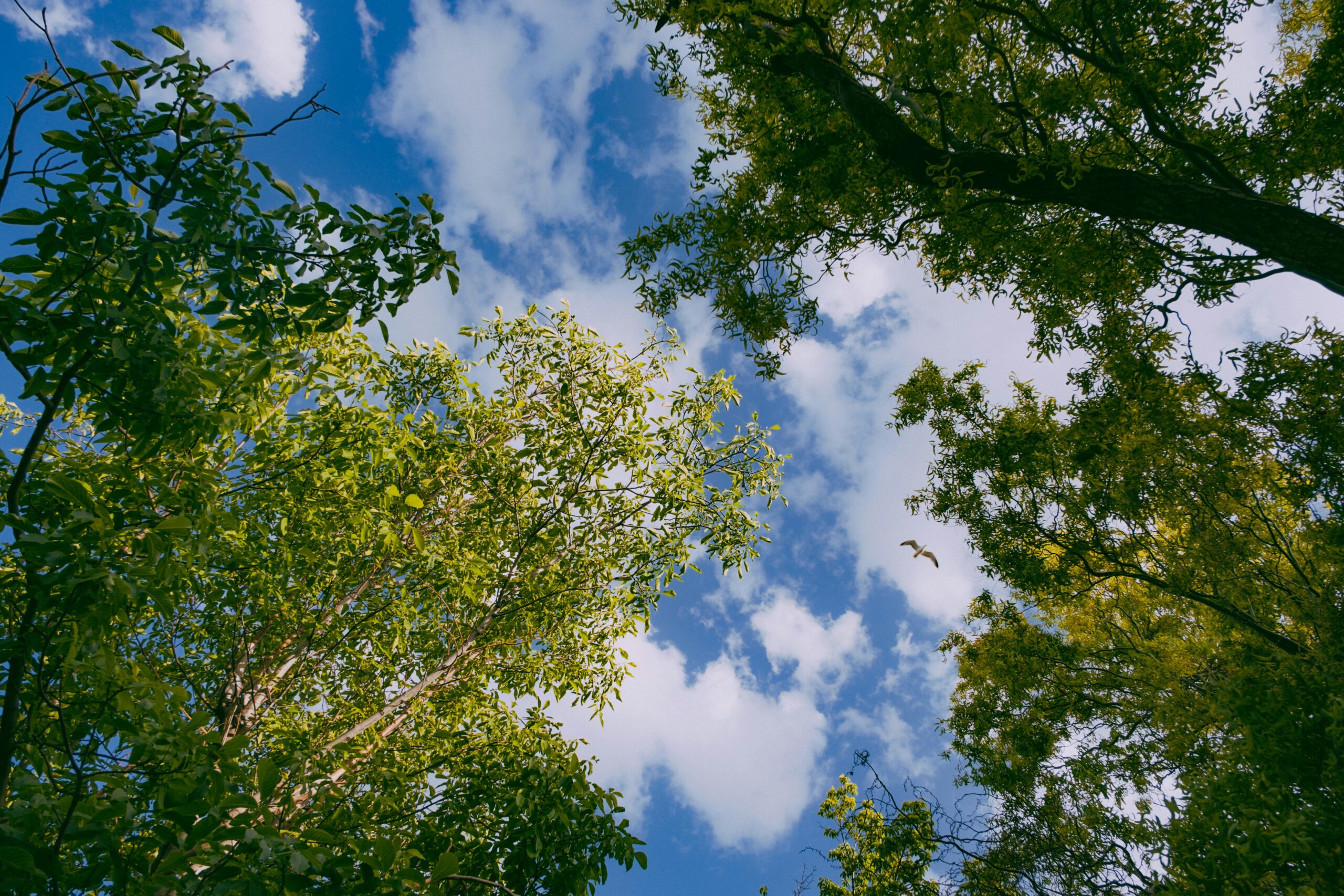 branches